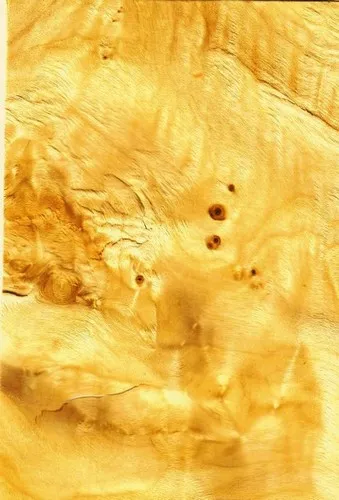 Korenica Topoľ